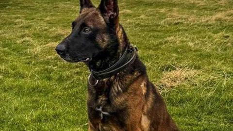 Zeus, a six-year-old Belgian Malinois dog, sitting on grass.