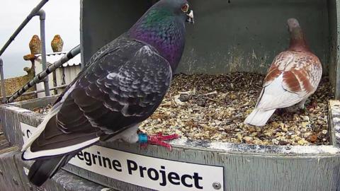 Pigeons in a peregrine nesting box in Cromer