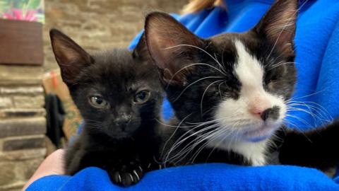 A black kitten with green eyes and a black and white kitten with no eyes. They are being held by a volunteer in a blue jacket. 