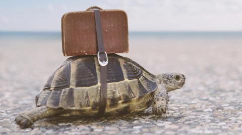 tortoise with suitcase on back