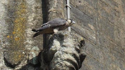 A juvenile peregrine falcon perched on stonework on an old church building