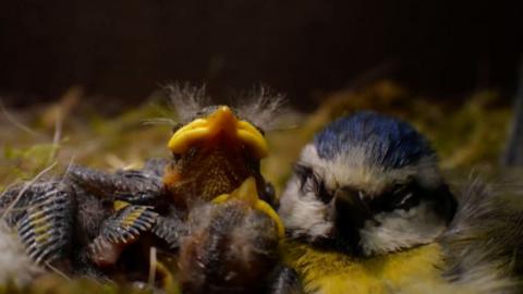Blue tit with chicks