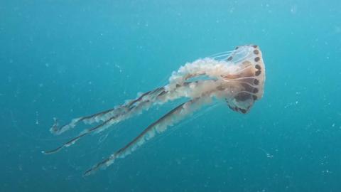 Compass jellyfish pictured with white and dark tentacles and a clear umbrella body with dark patches around its rim.