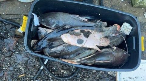 A wheelbarrow full of dead fish sits outside on top of a pile debris.