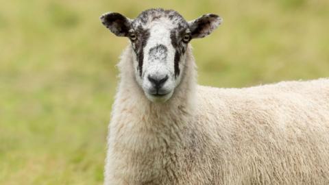 The sheep is looking towards the camera. It has grey speckles on its face.