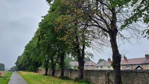 The trees in the cemetery 