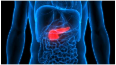 pancreas highlighted on human x-ray