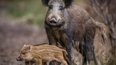 Boar To Be Wild