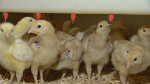 Genetically modified chicks at the Roslin Institute