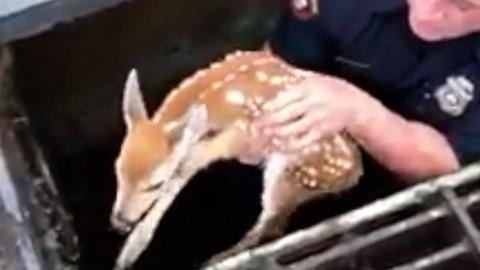 A distressed fawn trapped in a New Jersey storm drain is rescued by a uniformed friend of the animal kingdom known as the "Deer Whisperer".