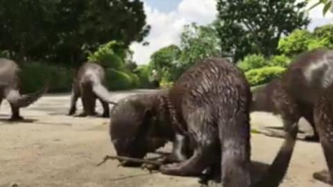 Otters in Singapore