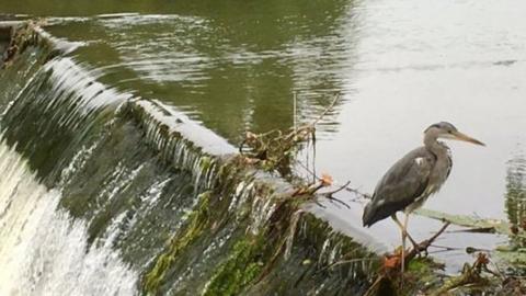 Grey Heron