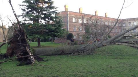 tree in Jesus College