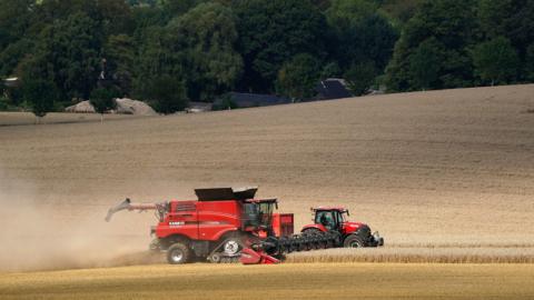 A red combine harvester driving through a field and cutting wheat. 