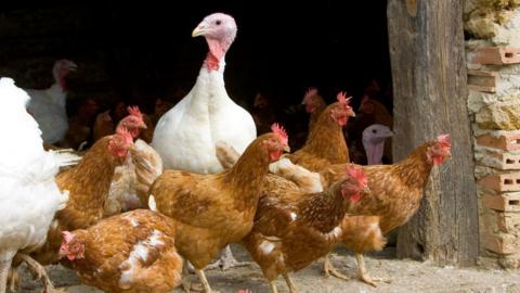 Several brown chickens walking out of a dark barn along with a big white turkey behind it.