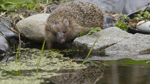 A hedgehog is sitting on some rocks, peering over a small pond which has rocks around the outside of it. You can see the hedgehog's reflection in the water.