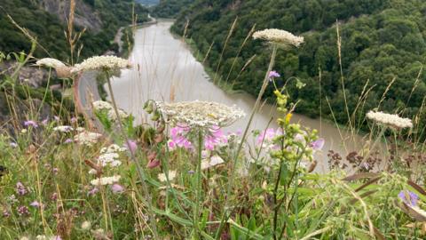 A shot of cow parsley and other wildflowers over the Avon Gorge with the river Avon in the background and the portway road to the left