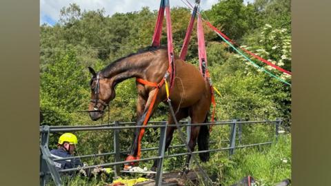 A brown horse that's strapped in by a harness is lifted in the air. Bridge railings can be seen either side of it. There are trees and bushes in the background. 