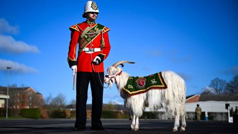 A white shaggy goat with long horns is standing side on, wearing a red harness on its head. It is wearing a military covering on its back and is next to a soldier in red, from the Royal Welch Fusiliers