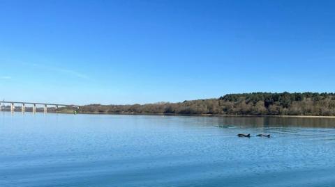 Three dolphins swimming in the River Orwell. The Orwell Bridge can be seen in the distance.