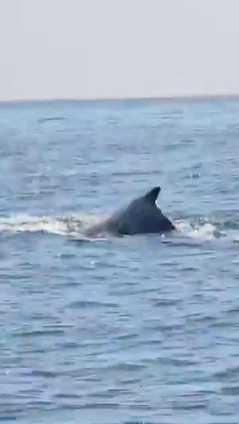 A whale fin poking out the surface of the water. 