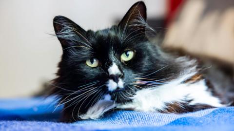 Marley, a black and white fluffy cat lays on a blue rug and looks at the camera. He has very long whiskers and green eyes. 