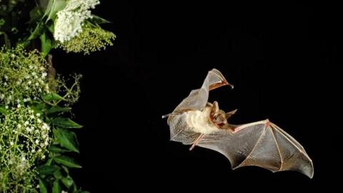 A night sky with a bat flying across the black background and an elderflower tree to the left with white spray flowers and green leaves. The bat has its mouth open and its wings are spread open wide. It has a white furry body and brown head with pointy ears.