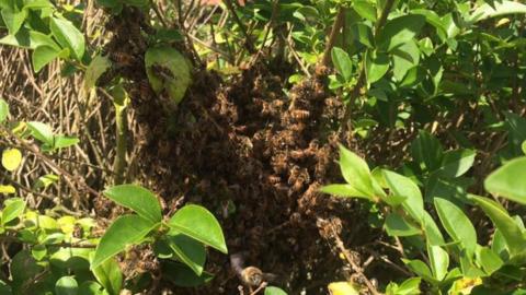 Bees clustering around a queen bee to keep her warm