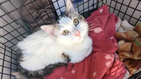 Image of a cat sat in a cage