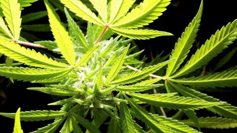 A number of cannabis leave on a plant