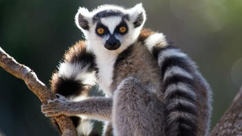 Lemur