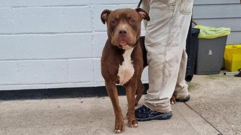 A Staffordshire cross dog