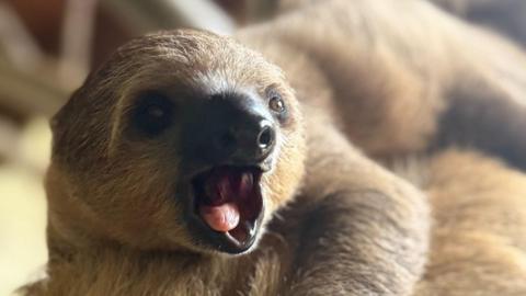 A sloth with his mouth open.
