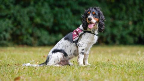 Watson is a cocker spaniel, he is white, black and grey with brown features around his eyes and mouth. He is wearing is burgundy jacket which reads hearing dogs.