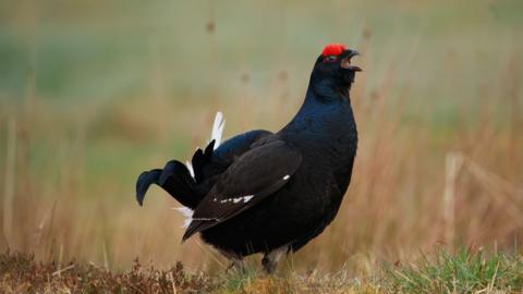 A black bird with red tips on his head calling on the moors