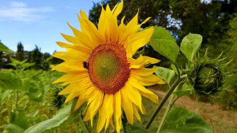 Close up of a sunflower in full bloom, with one in bud beside it. The background is of foliage, slightly out of focus, under a blue sky.