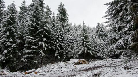 A forest full of pine trees which are covered in thick snow. The sky is pure white and the ground is covered in snow, with several piles of chopped logs stacked up. 