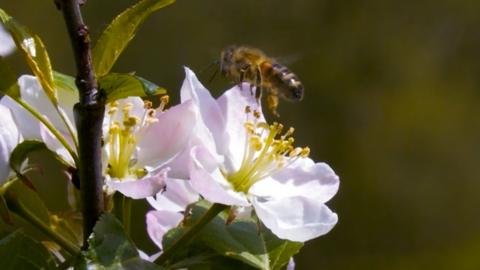 a bee on a blossom
