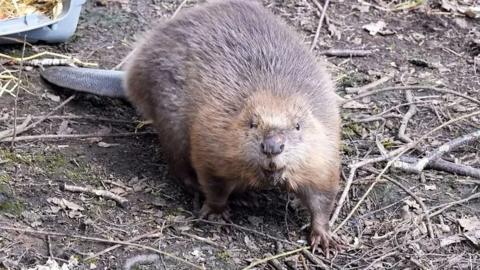 Beaver at Trentham