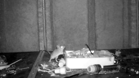 mouse on a worktop with various items in an open wooden box