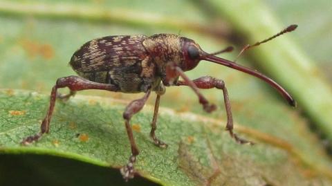 Curculio betulae weevil