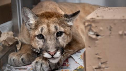 IMAGE OF MOUNTAIN LION IN URBAN CITY.