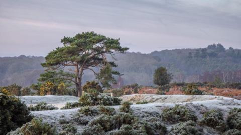 lyndhurst scene - frost covering trees and shrubs


