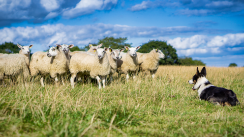 A flock of sheep being herded by a border collie.