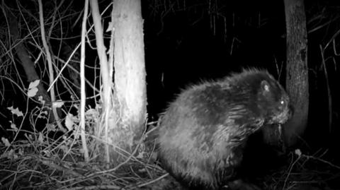 A beaver in the trees, filmed in black and white