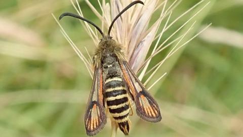 Six -belted clear wing moth