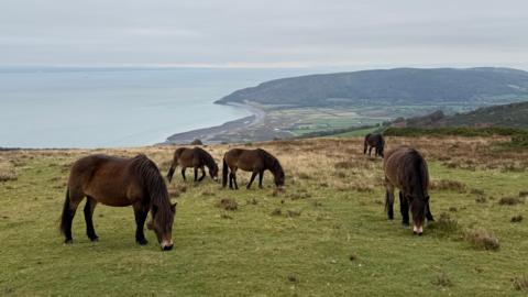 Five brown ponies are grazing on a grassy hill. Behind them in the background is the blue sea and part of Somerset in the distance.