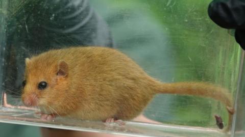 A ginger-coloured dormouse in a plastic container