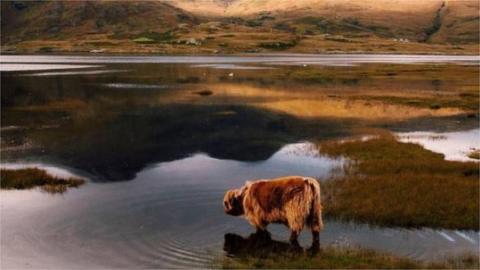 Highland Cow standing in water on Mull