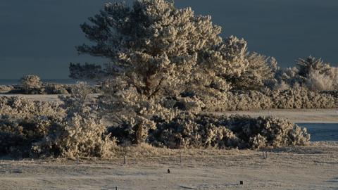 Frost and snow cover a field with a large tree in Banff, Aberdeenshire.